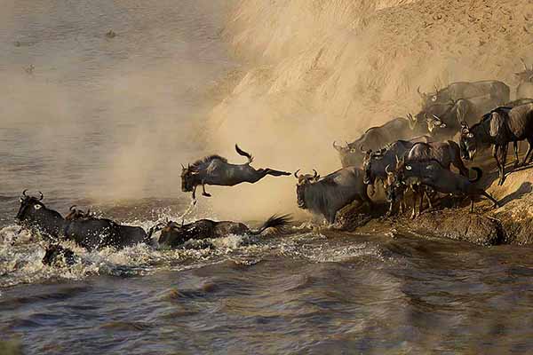 Wildebeest Crossing the Mara River in Kenya - ©Roger Devore